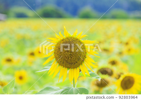 Sunflower field in Sekijuku　 92803964