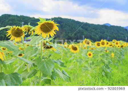 Sunflower field in Sekijuku Sunflower field in Sekijuku 92803969