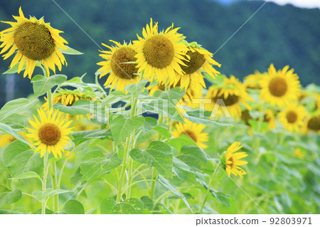 Sunflower field in Sekijuku Sunflower field in Sekijuku 92803971