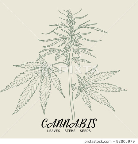 Hand drawn sketch of cannabis, marijuana hemp plant contour in vintage style Hand drawn sketch of cannabis, marijuana hemp plant contour in vintage style 92803979