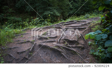 small walking path with many beautful tree's roots inside the forest. 92804224
