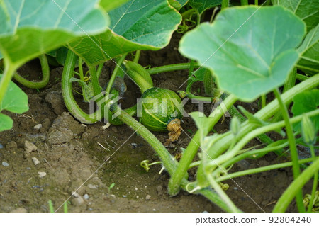 small pumpkin seeds small pumpkin seeds 92804240