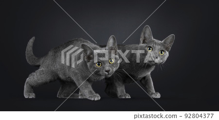 Korat cat kitten on black background 92804377