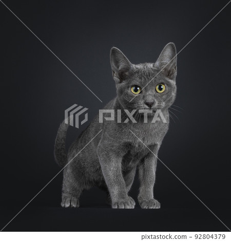 Korat cat kitten on black background 92804379