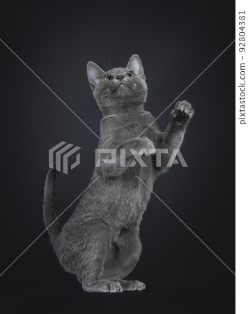 Korat cat kitten on black background 92804381