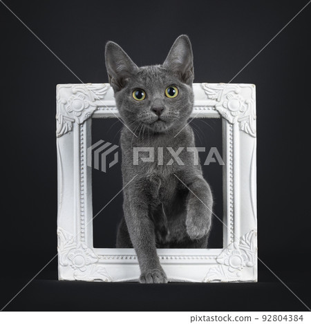 Korat cat kitten on black background 92804384