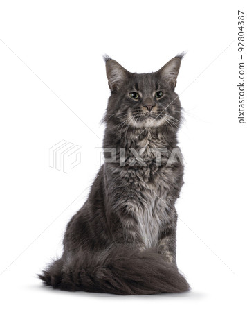 Maine Coon cat on white background Maine Coon cat on white background 92804387