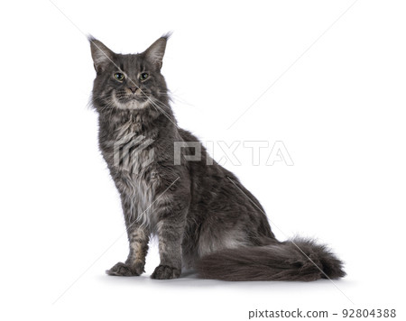 Maine Coon cat on white background Maine Coon cat on white background 92804388
