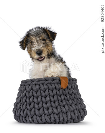 Fox Terrier pup on white background Fox Terrier pup on white background 92804403