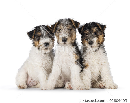 Fox Terrier pups on white background 92804405
