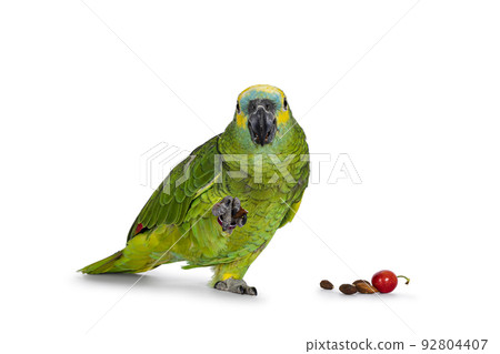 Blue fronted parrot on white background Blue fronted parrot on white background 92804407