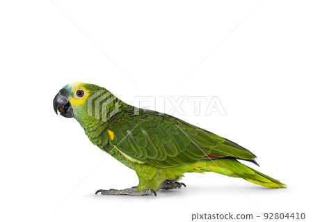 Blue fronted parrot on white background Blue fronted parrot on white background 92804410