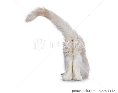 Maine Coon cat kitten on white background 92804412
