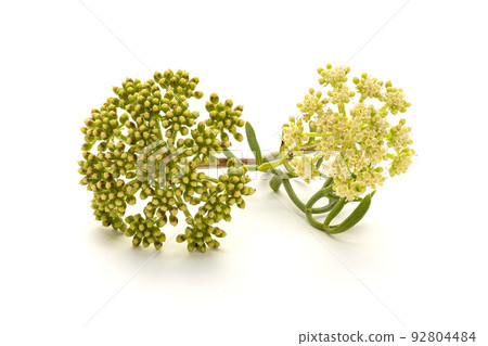 Sea fennel or Rock Samphire twig isolated on white background. Crithmum maritimum 92804484
