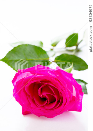 Flower of pink rose isolated on white Flower of pink rose isolated on white 92804673