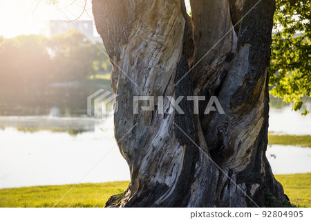 The trunk of an old oak tree. A large old tree with cracked bark. Tree trunk at sunset close-up, by the river The trunk of an old oak tree. A large old tree with cracked bark. Tree trunk at sunset close-up, by the river 92804905