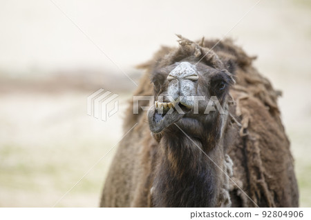 Camel in the desert, close-up. Close-up of a camel's head against the background of sand in the desert. Camel opened his mouth and showed his teeth, smiling. Camel in the desert, close-up. Close-up of a camel's head against the background of sand in the desert. Camel opened his mouth and showed his teeth, smiling. 92804906