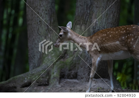 A young spotted deer grazes in a forest park. A young spotted deer grazes in a forest park. 92804910