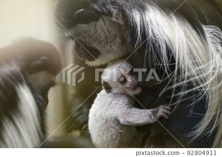 A baby Abyssinian colobus drinks its mother's breast milk in the evening sunlight. Newborn Abyssinian colobus. Black monkeys with long white tails A baby Abyssinian colobus drinks its mother's breast milk in the evening sunlight. Newborn Abyssinian colobus. Black monkeys with long white tails 92804911
