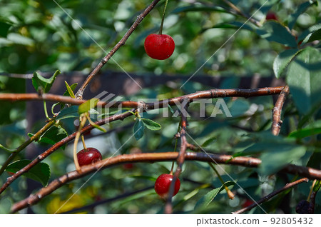 Red cherries with water drops after rain are illuminated by the sun. 92805432