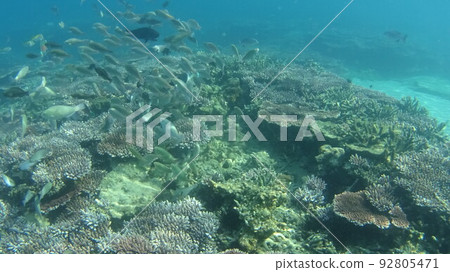 Coral and fish of Tioman Island, Malaysia 92805471