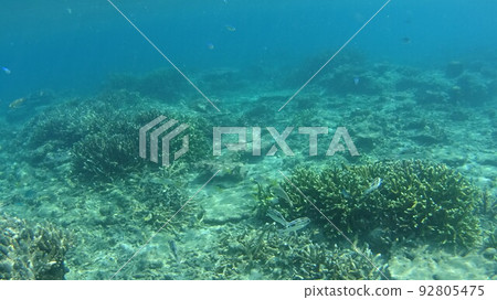 Coral and fish of Tioman Island, Malaysia Coral and fish of Tioman Island, Malaysia 92805475