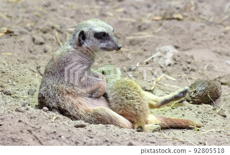 Mother meerkat, feeding a newly born meerkat 92805518
