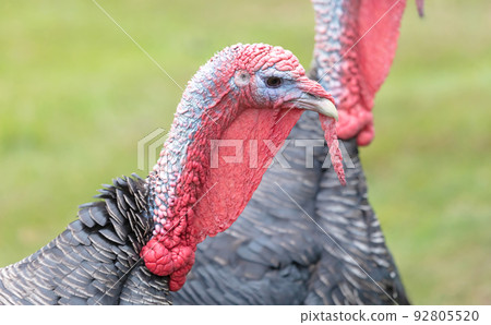 Closeup portrait of a turkey 92805520