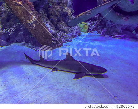 observation of the life of fish in the aquarium. a dangerous shark lies at the bottom of the sea waiting for its prey. fish predator 92805573