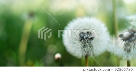 Closed Bud of a dandelion. Dandelion white flowers in green grass. High quality photo 92805780