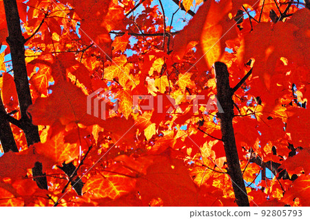 美國新英格蘭達勒姆，新罕布什爾州糖楓葉 92805793