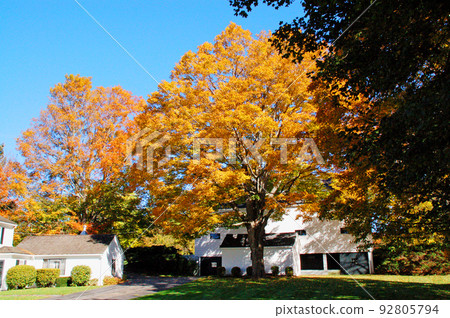 美國新英格蘭達勒姆，新罕布什爾州糖楓葉 92805794