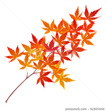 楓葉秋葉葉枝圖實單 92805848