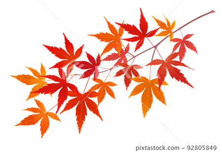 Maple autumn leaves leaf branch illustration real single 92805849