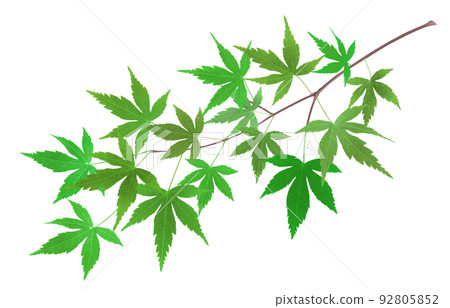 楓鮮綠插畫實枝 92805852