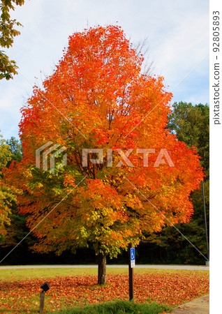 美國新英格蘭新罕布什爾州達勒姆糖楓葉 92805893