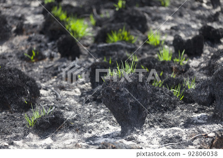 Grass growing back on the charred bog 92806038