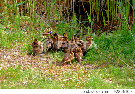 Mom wild brown duck leads her baby ducklings to the water in the reeds Mom wild brown duck leads her baby ducklings to the water in the reeds 92806100