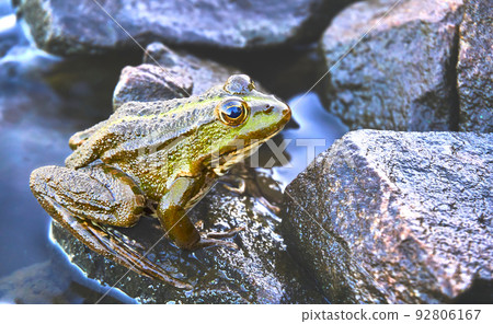 Green brown golden frog sitting on granite stones Green brown golden frog sitting on granite stones 92806167