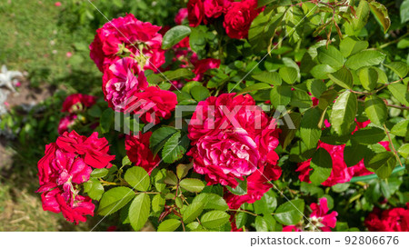 Beautiful red and white roses Beautiful red and white roses 92806676