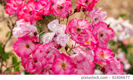Beautiful pink roses sway in the wind Beautiful pink roses sway in the wind 92806677