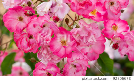 Beautiful pink roses sway in the wind Beautiful pink roses sway in the wind 92806678