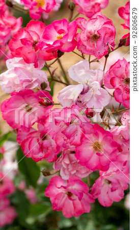 Beautiful pink roses sway in the wind Beautiful pink roses sway in the wind 92806679