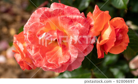 Beautiful pink roses sway in the wind 92806697