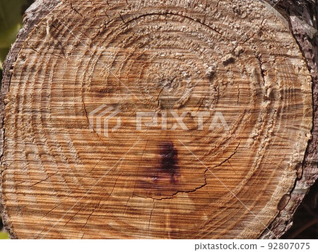 A stump with clear annual rings A stump with clear annual rings 92807075
