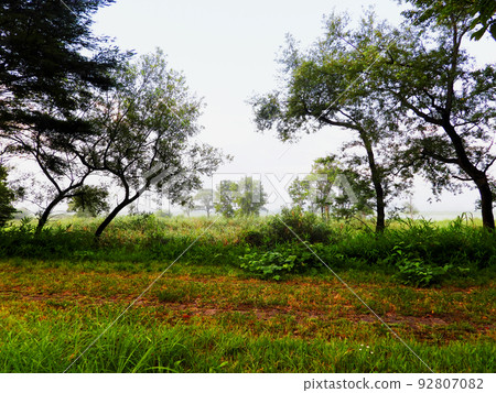 宮城縣栗原市夏天，根據拉姆薩爾公約登記的濕地，從出沼/內沼保護區看 92807082