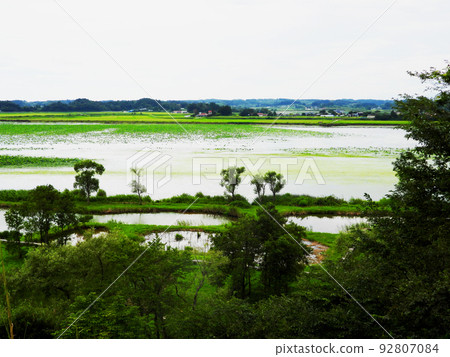 Miyagi Prefecture, Kurihara City, Summer, Ramsar Convention Registered Wetland, Izunuma 92807084
