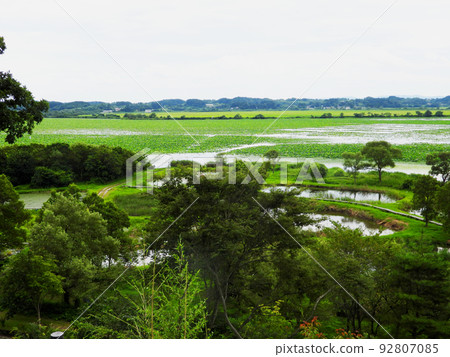 Miyagi Prefecture, Kurihara City, Summer, Ramsar Convention Registered Wetland, Izunuma 92807085