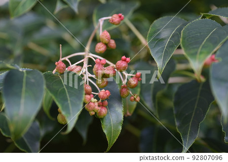 Gonzu的果實 Gonzu的果實 92807096