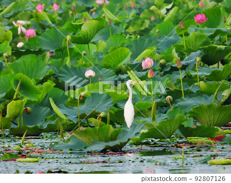 宮城縣栗原市夏季拉姆薩爾濕地伊豆沼澤蓮花和白鷺 92807126
